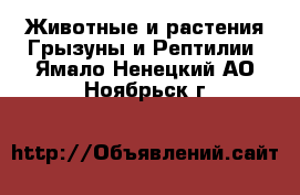 Животные и растения Грызуны и Рептилии. Ямало-Ненецкий АО,Ноябрьск г.